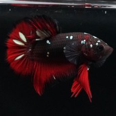 画像5: HMPK　ブラックカッパースター (5)