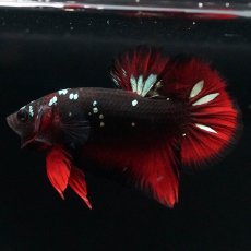 画像6: HMPK　ブラックカッパースター (6)