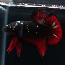 画像2: HMPK　ブラックカッパースター (2)