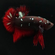 画像3: HMPK　ブラックカッパースター (3)