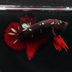 画像1: HMPK　ブラックカッパースター (1)