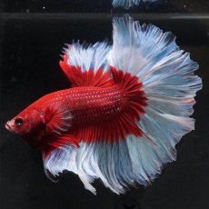 画像1: HM　レッドバタフライ　ローズテール (1)