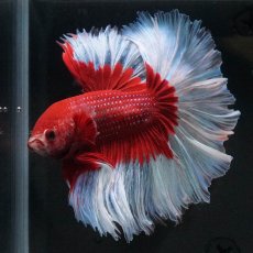 画像6: HM　レッドバタフライ　ローズテール (6)