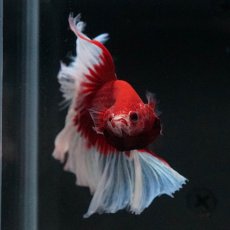 画像3: HM　レッドバタフライ　ローズテール (3)