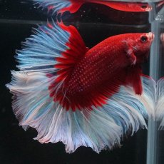 画像5: HM　レッドバタフライ　ローズテール (5)