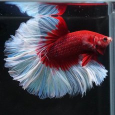 画像2: HM　レッドバタフライ　ローズテール (2)