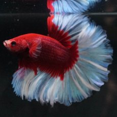 画像4: HM　レッドバタフライ　ローズテール (4)