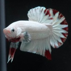 画像4: HMPK　プラチナレッドドラゴン　スノー (4)