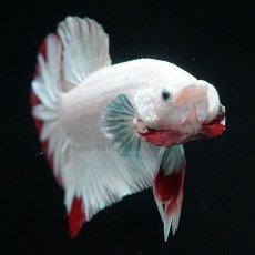 画像3: HMPK　プラチナレッドドラゴン　スノー (3)