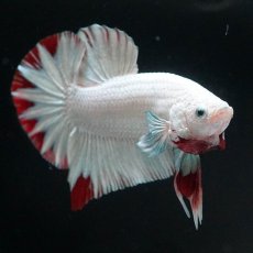 画像5: HMPK　プラチナレッドドラゴン　スノー (5)