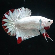 画像2: HMPK　プラチナレッドドラゴン　スノー (2)