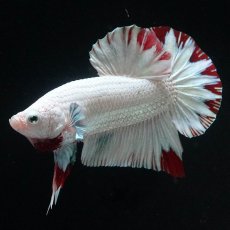 画像7: HMPK　プラチナレッドドラゴン　スノー (7)