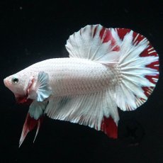 画像1: HMPK　プラチナレッドドラゴン　スノー (1)