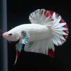 画像6: HMPK　プラチナレッドドラゴン　スノー (6)