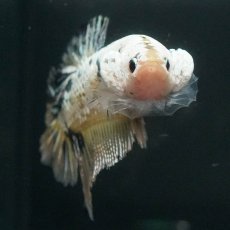 画像7: GHMPK　イエローカッパー (7)