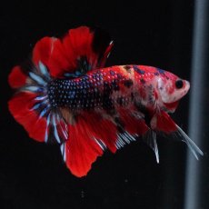 画像7: HMPK　キャンディ (7)