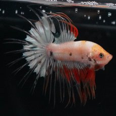 画像5: CT　ホワイトファンシー (5)