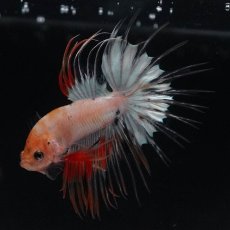 画像10: CT　ホワイトファンシー (10)