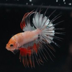 画像9: CT　ホワイトファンシー (9)