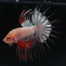 画像8: CT　ホワイトファンシー (8)