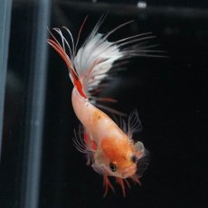 画像7: CT　ホワイトファンシー (7)