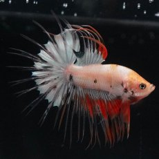 画像1: CT　ホワイトファンシー (1)