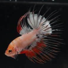 画像6: CT　ホワイトファンシー (6)