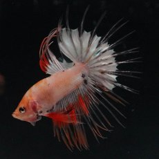 画像4: CT　ホワイトファンシー (4)