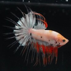 画像3: CT　ホワイトファンシー (3)