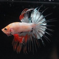 画像2: CT　ホワイトファンシー (2)