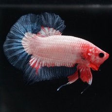 画像10: HMPK　ブルーリム　変わり柄 (10)