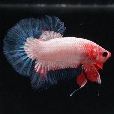 画像4: HMPK　ブルーリム　変わり柄 (4)