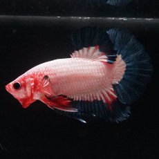 画像7: HMPK　ブルーリム　変わり柄 (7)