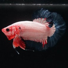 画像2: HMPK　ブルーリム　変わり柄 (2)