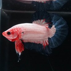 画像9: HMPK　ブルーリム　変わり柄 (9)