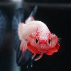 画像8: HMPK　ブルーリム　変わり柄 (8)