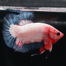 画像6: HMPK　ブルーリム　変わり柄 (6)