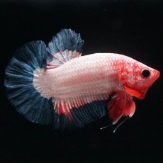 画像1: HMPK　ブルーリム　変わり柄 (1)