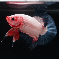 画像5: HMPK　ブルーリム　変わり柄 (5)