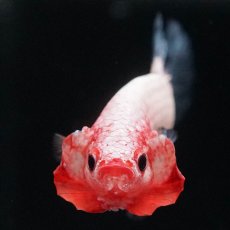 画像3: HMPK　ブルーリム　変わり柄 (3)