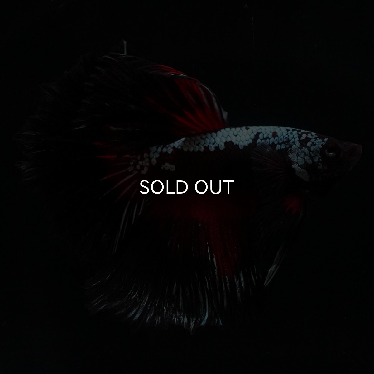 画像14: HM　ブラックレッドサムライ (14)