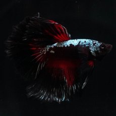 画像14: HM　ブラックレッドサムライ (14)