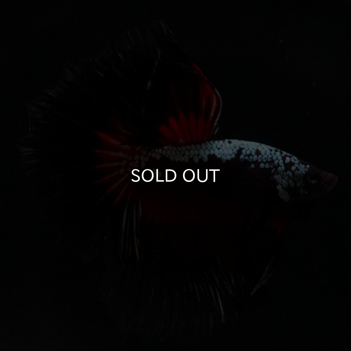 画像13: HM　ブラックレッドサムライ (13)