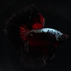 画像13: HM　ブラックレッドサムライ (13)