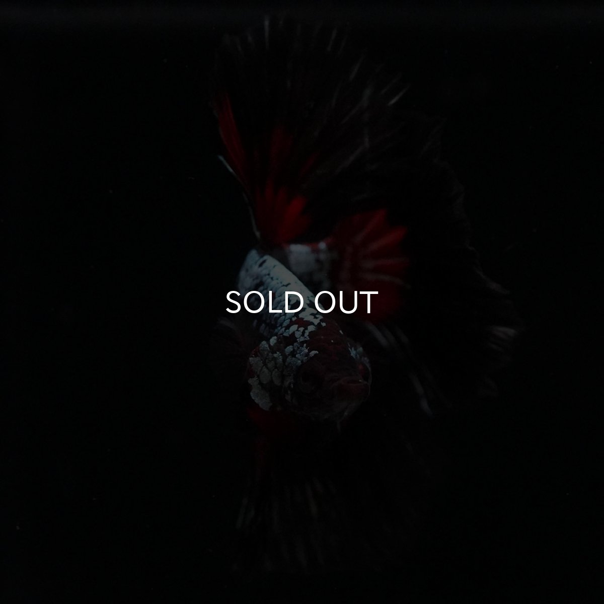 画像3: HM　ブラックレッドサムライ (3)