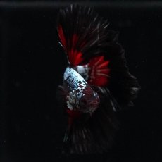 画像3: HM　ブラックレッドサムライ (3)