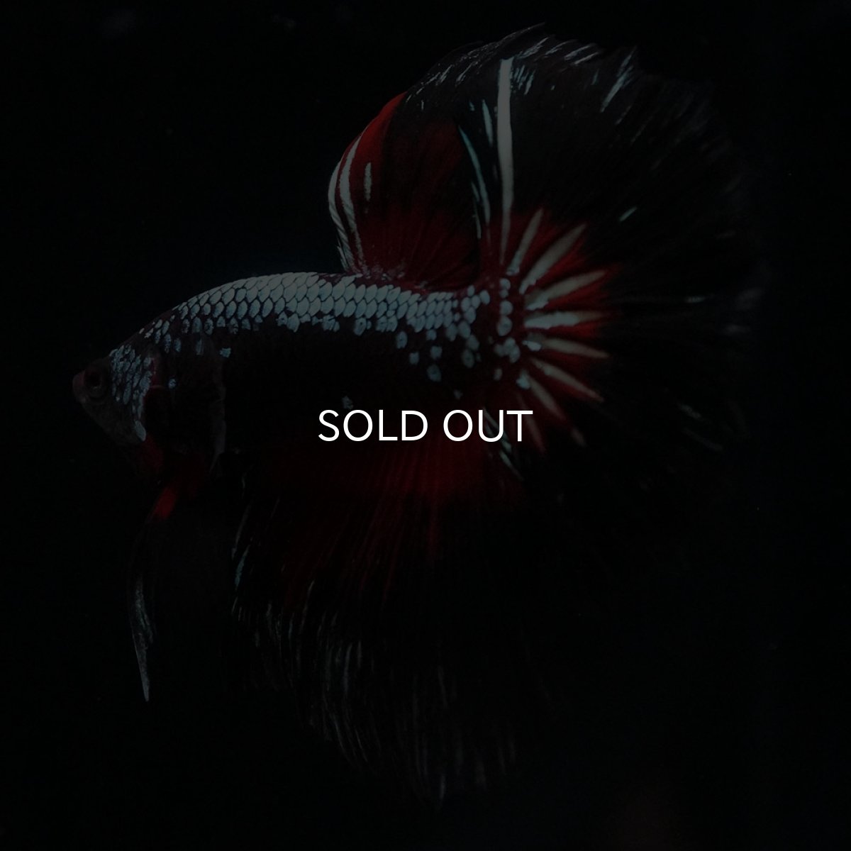 画像7: HM　ブラックレッドサムライ (7)