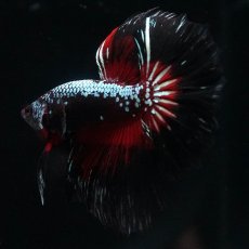 画像7: HM　ブラックレッドサムライ (7)