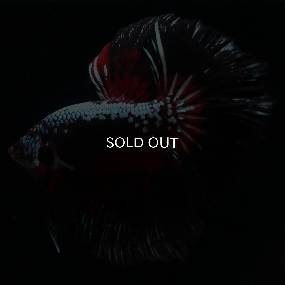 画像9: HM　ブラックレッドサムライ (9)