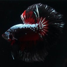 画像9: HM　ブラックレッドサムライ (9)